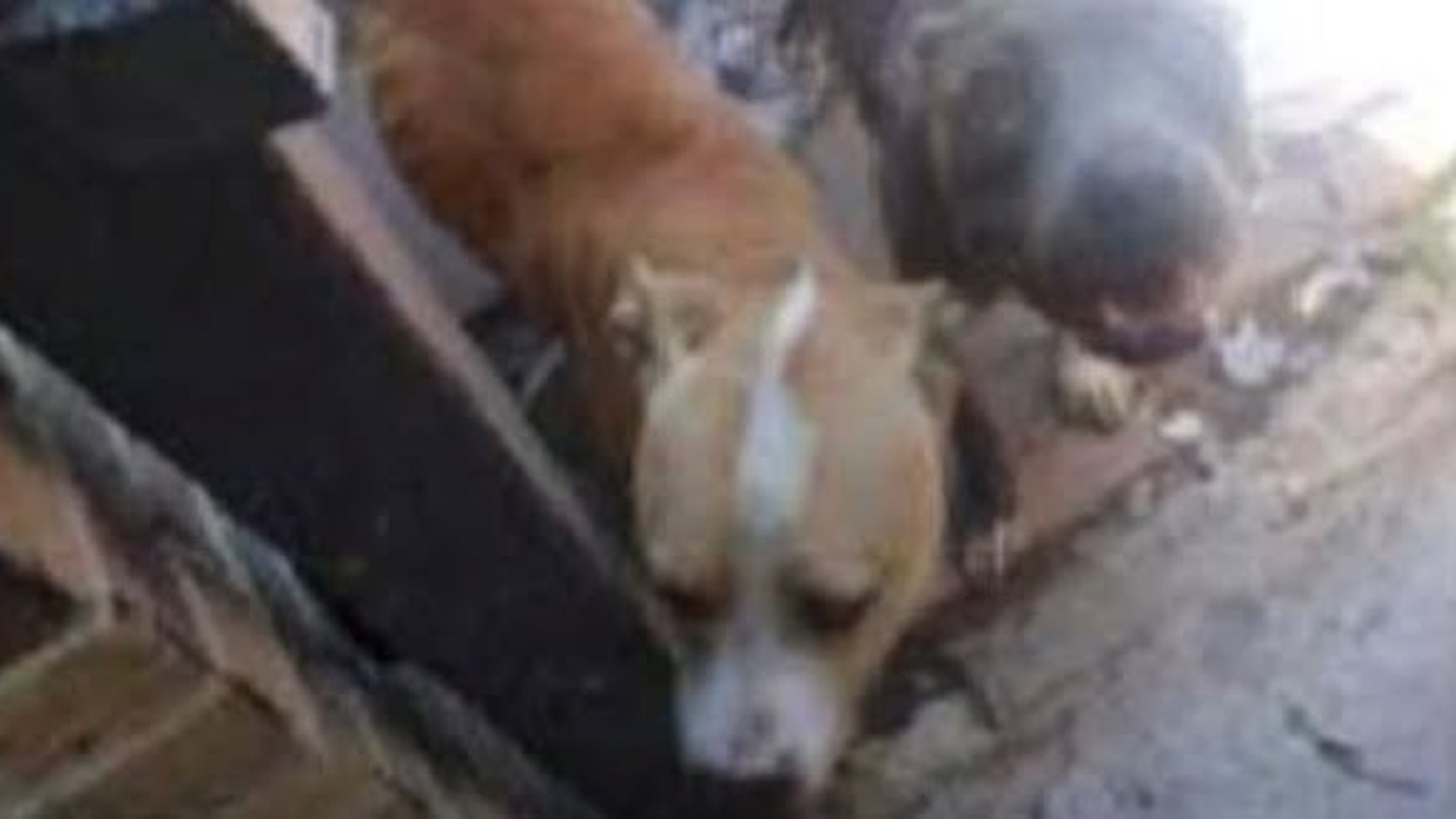 Two malnourished dogs, one tan with a white stripe and one dark, are seen close together against a rustic background.