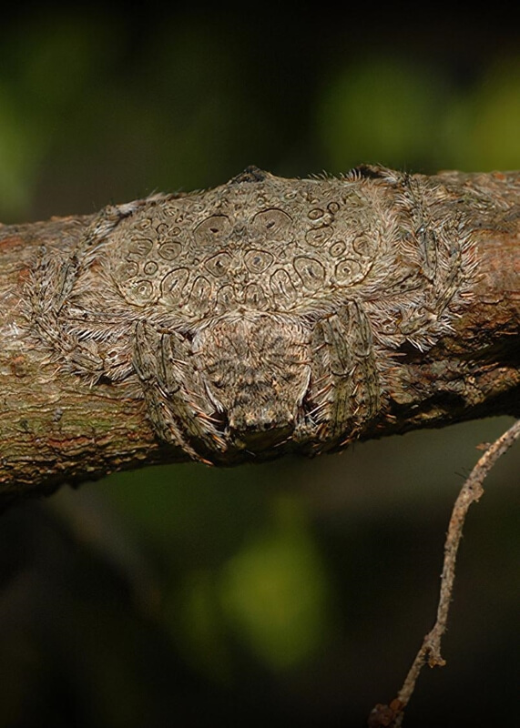 Australia's wrap-around spider