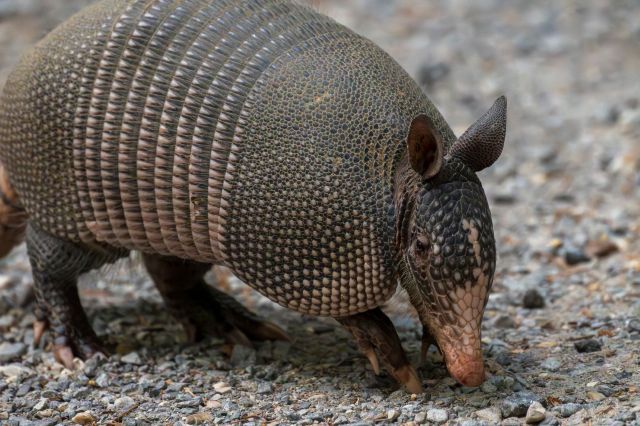 A close-up of an armadillo walking on a gravel path.