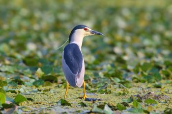 A black-crowned night heron stands among green lily pads on the water's surface.