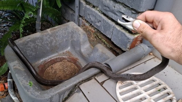 A person holds the head of a snake coiled near a drain.
