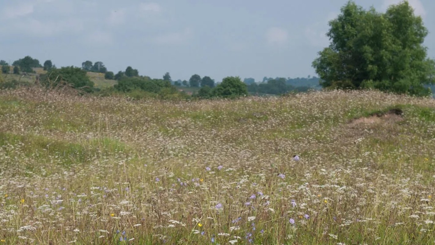 A lush green field covered in wildflowers, with hills and trees in the background under a cloudy sky.