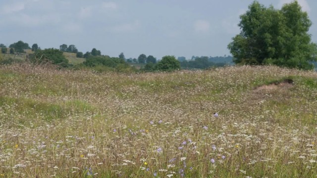 A lush green field covered in wildflowers, with hills and trees in the background under a cloudy sky.