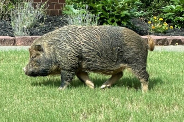 A pot-bellied pig walks leisurely across a green lawn in a residential area.