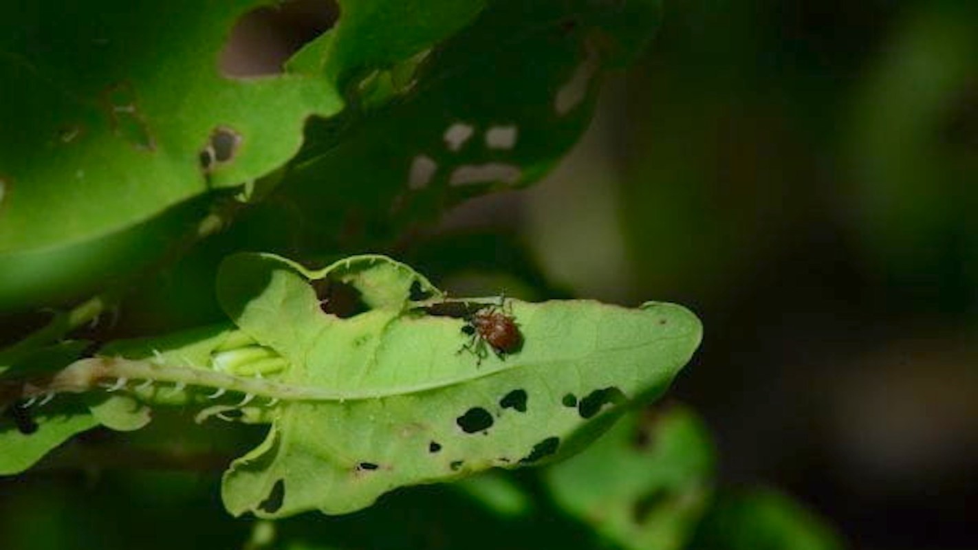 A weevil on mile-a-minute weed.