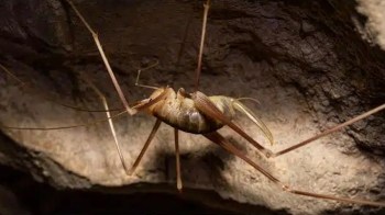 A close-up of a cave-dwelling cricket with long legs and a rounded body on a rocky surface.
