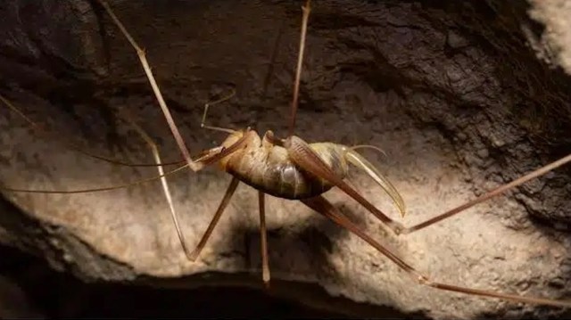 A close-up of a cave-dwelling cricket with long legs and a rounded body on a rocky surface.