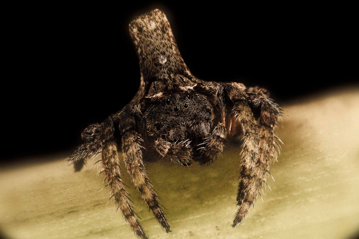 Australian wrap-around spider