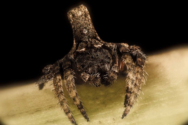 Australian wrap-around spider