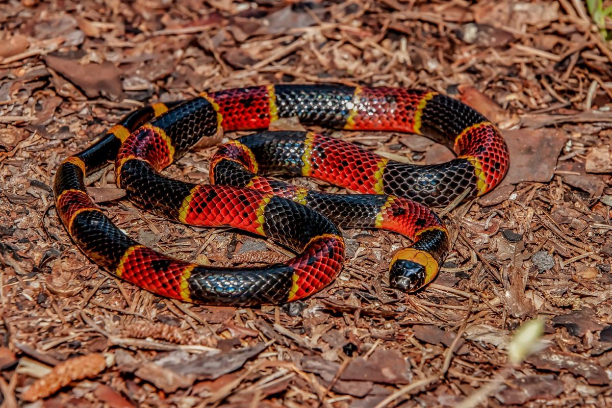 A red, yellow, and black eastern coral snake.