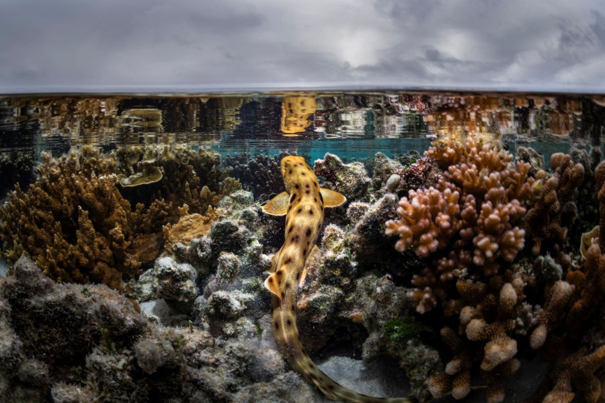 An epaulette shark.
