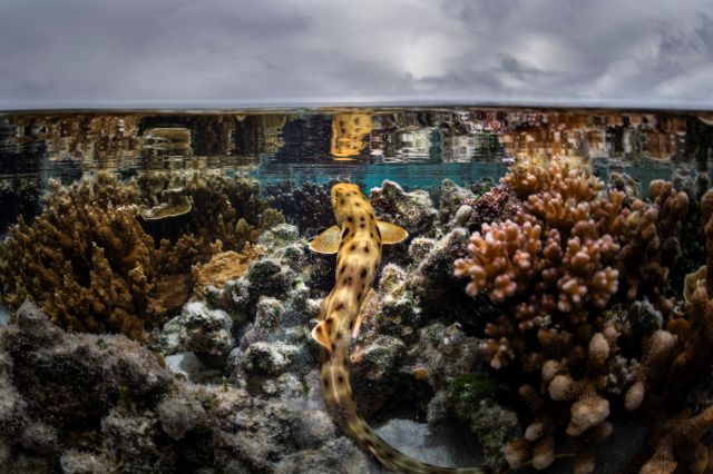 An epaulette shark.