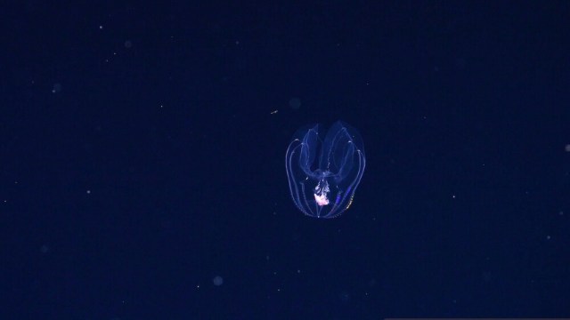 A glowing jellyfish with trailing tentacles against a dark background.