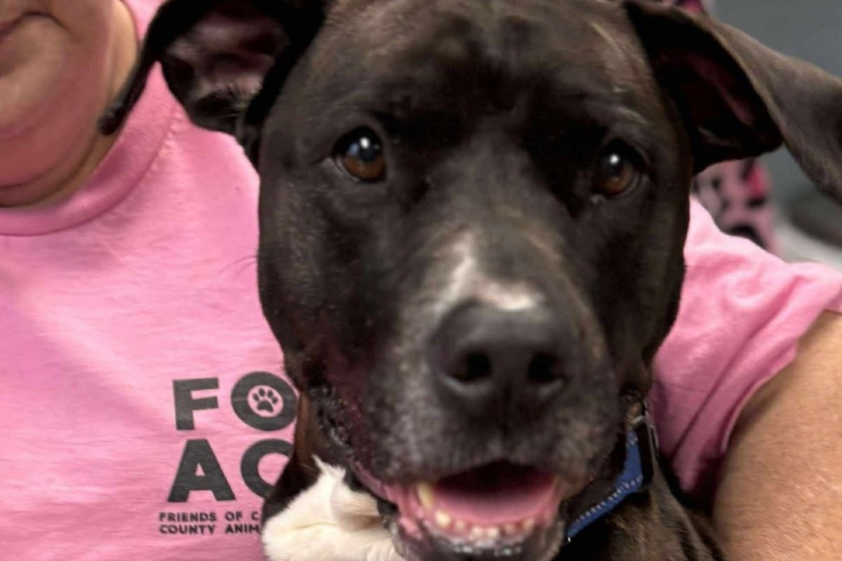 A close-up of a smiling black dog with a white patch on its chest, next to a person in a pink shirt.