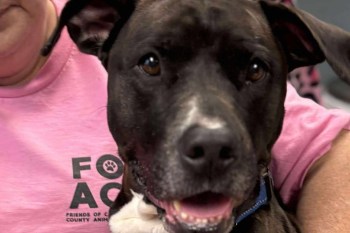 A close-up of a smiling black dog with a white patch on its chest, next to a person in a pink shirt.