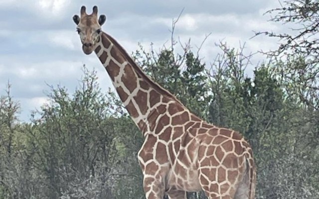 A giraffe stands gracefully among green foliage under a cloudy sky.