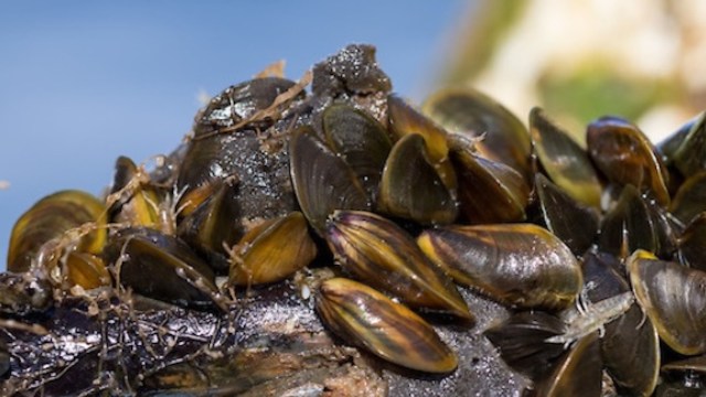 A close-up of black and brown golden mussels clustered on a rock near the shoreline.