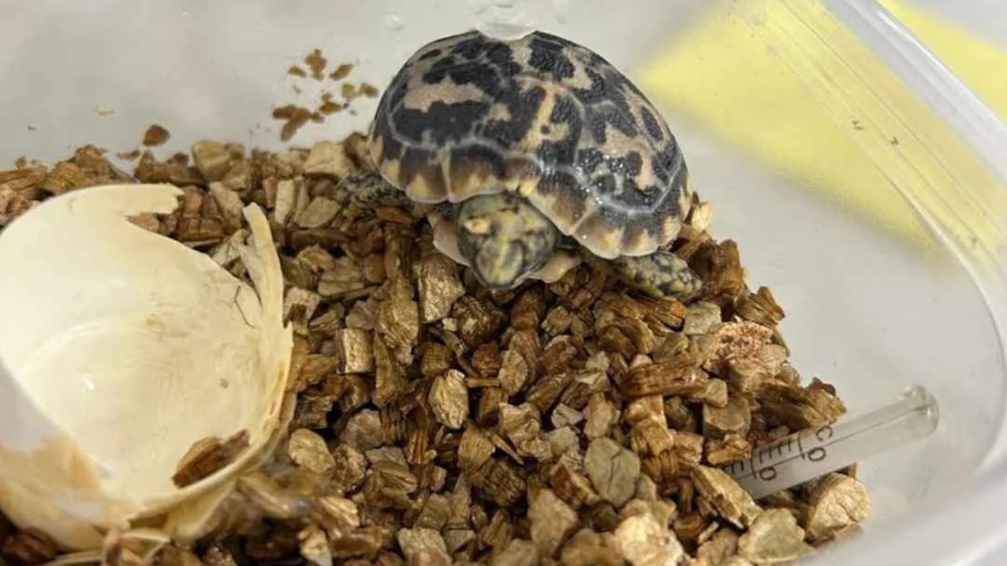 A small turtle resting on a bed of wood chips, next to an empty eggshell and a syringe.