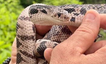 A person holding a close-up of a light-colored snake with dark markings against a blurred green background.