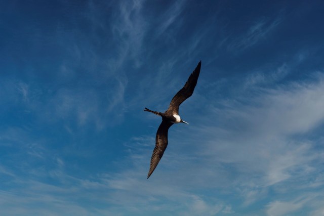A bird soaring against a clear sky.