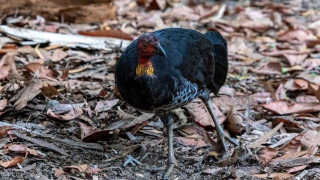 A megapode.