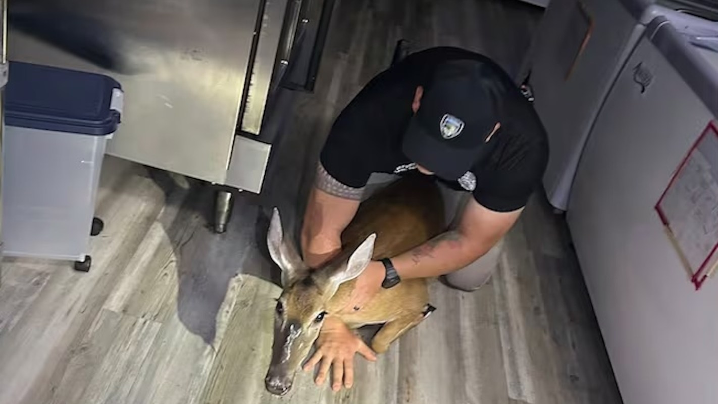 A person crouches on the floor, gently holding a young deer indoors near kitchen appliances.