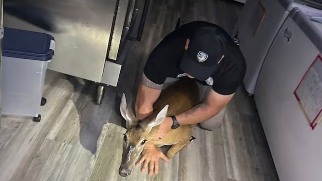 A person crouches on the floor, gently holding a young deer indoors near kitchen appliances.