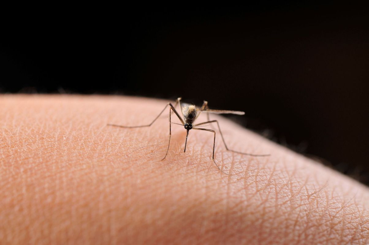 A close-up of a mosquito on a person's skin.