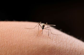 A close-up of a mosquito on a person's skin.