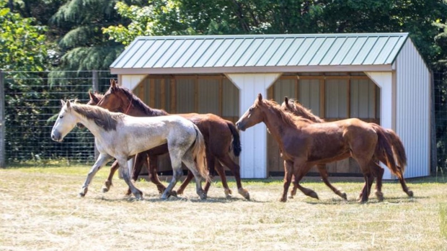A group of five wild mustangs walking near a shed on a sunny day.