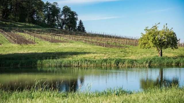 A tranquil landscape featuring a vineyard on a hillside beside a reflective pond and a solitary tree.