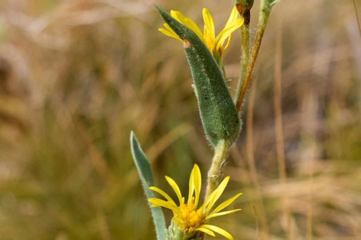 A close-up of a yellow flower with green leaves against a blurred natural background.
