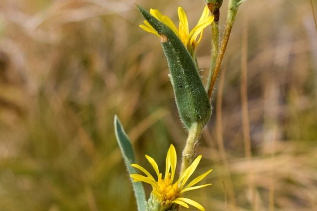 A close-up of a yellow flower with green leaves against a blurred natural background.