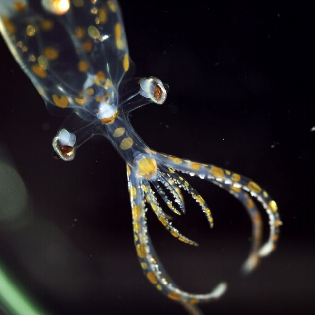 A glowing, spiral-shaped jellyfish with trailing tentacles against a dark background.