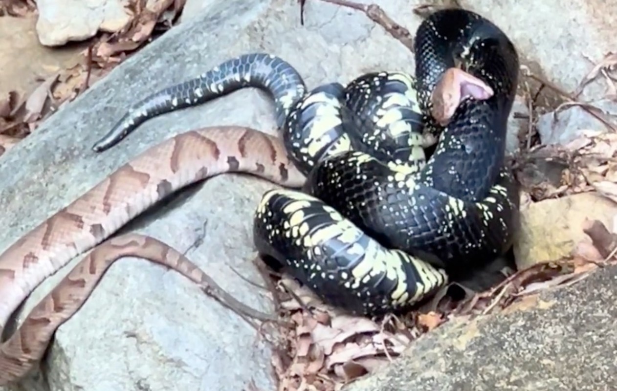 A black and yellow kingsnake is coiled around a brown copperhead snake on rocky terrain with scattered leaves.
