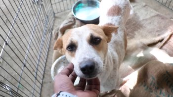 A dog with a white and tan coat being gently petted in its kennel.