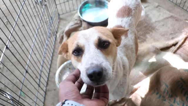 A dog with a white and tan coat being gently petted in its kennel.