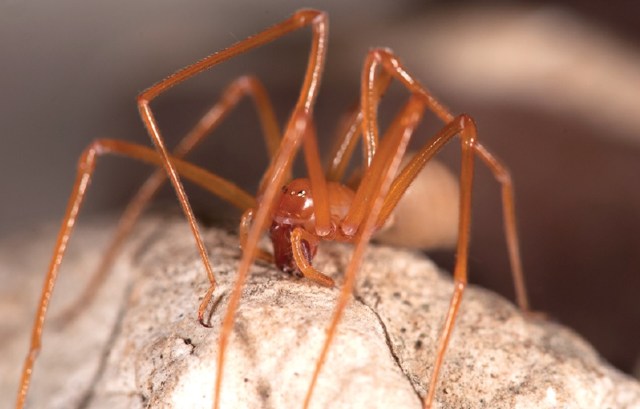 A close-up of a brown-reddish spider on a textured surface.