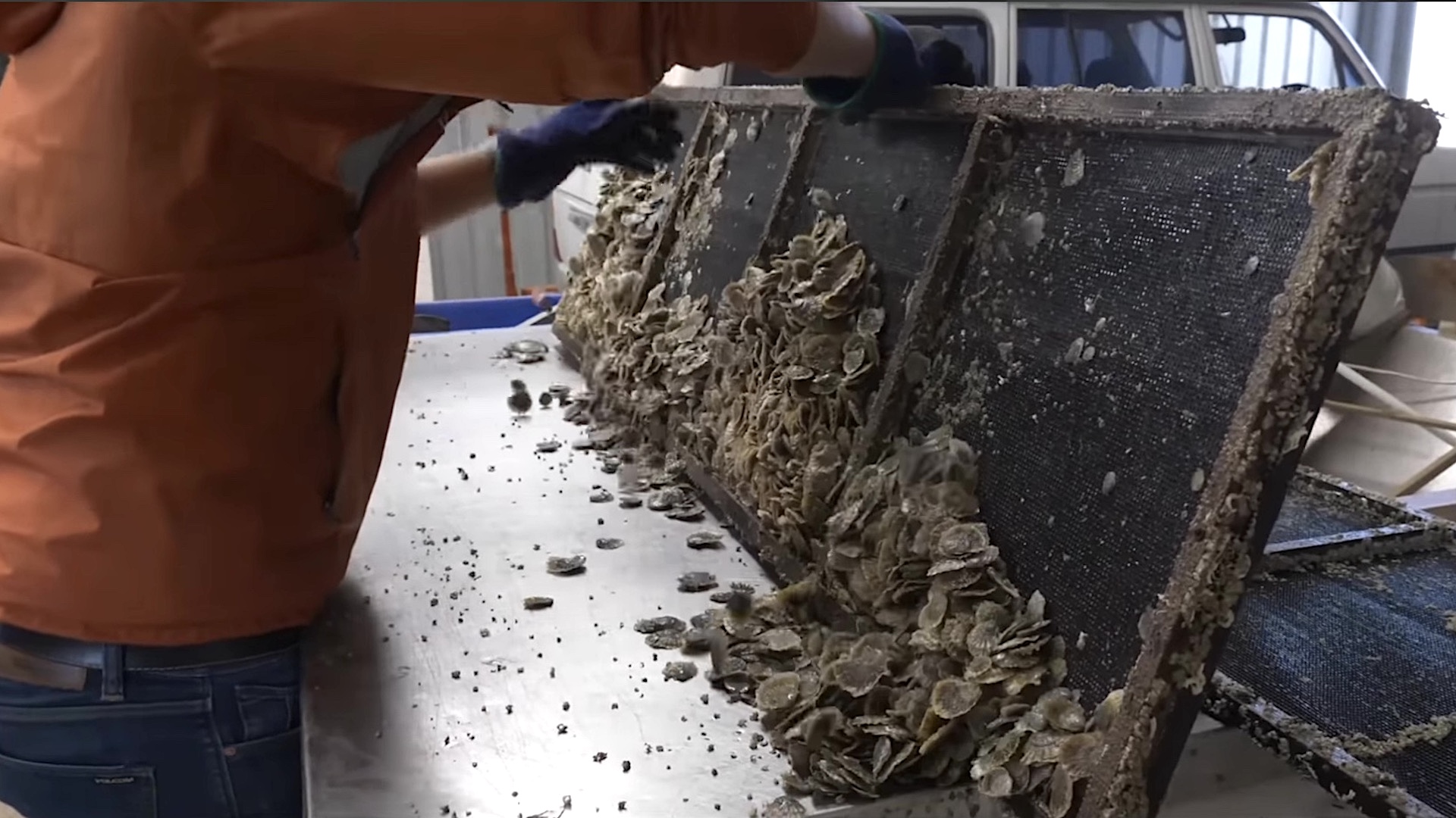 Australia has recycled 150,000 wheelbarrows of shells, and fish are coming back fast