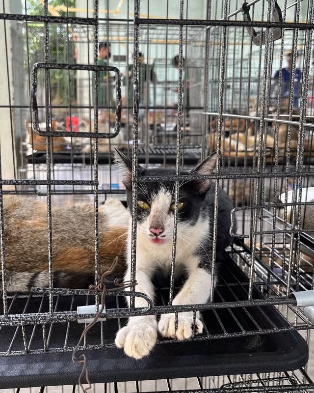 Multiple cats are seen resting in metal cages, with some playing and others sleeping.
