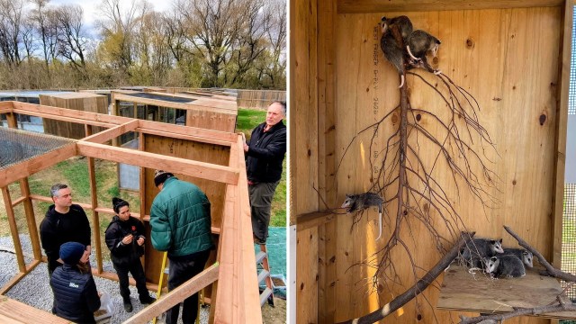 A group of people builds enclosures outdoors, while opossums rest inside a wooden habitat.