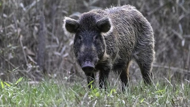 A wild boar standing in tall grass, surrounded by a blurred natural background.