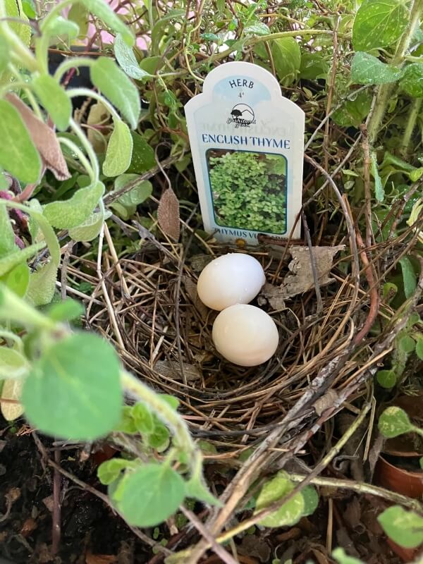 A nest with two eggs in a planter for English thyme.