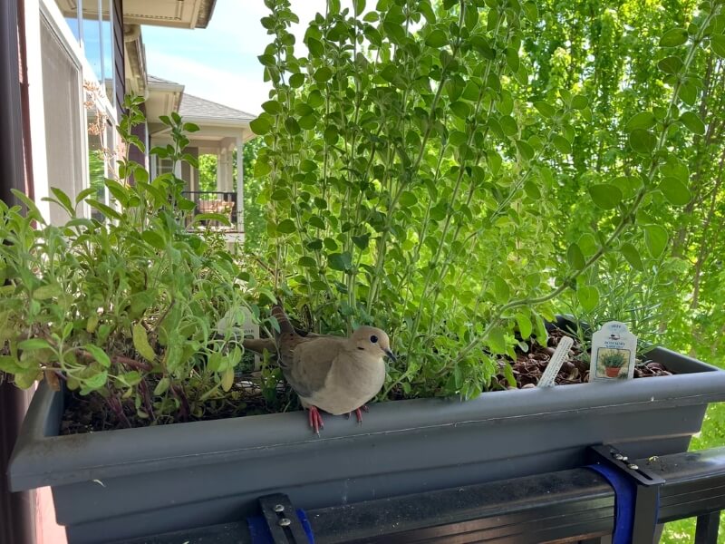 A mourning dove perches on the edge of a planter growing English thyme.
