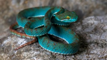 A vibrant turquoise snake coiled on a textured rock surface, showcasing intricate scale patterns.