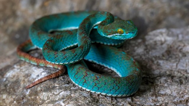 A vibrant turquoise snake coiled on a textured rock surface, showcasing intricate scale patterns.