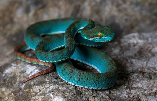 A vibrant turquoise snake coiled on a textured rock surface, showcasing intricate scale patterns.