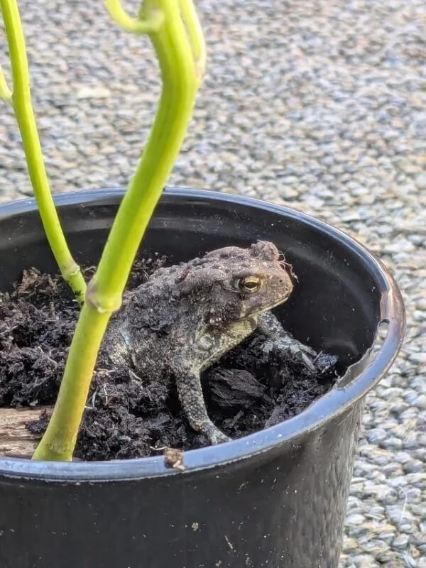 A close-up of the frog in the plant pot.