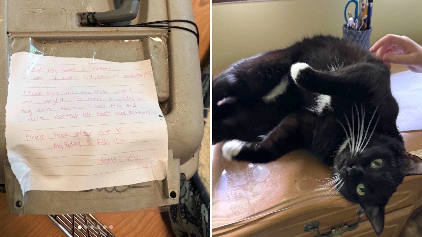A note introducing a black cat named Mittens, then her being shown being petted on a desk.