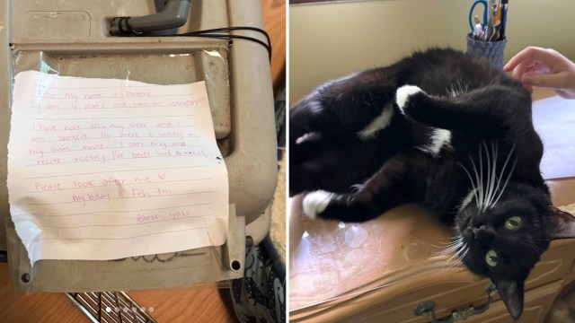 A note introducing a black cat named Mittens, then her being shown being petted on a desk.